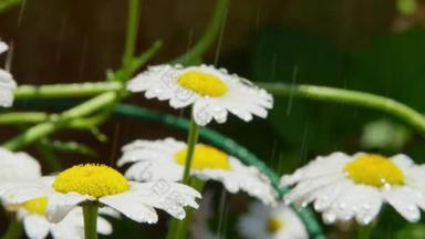 慢动作关闭自由度: 阳光明媚的日子, 雨水洒在白菊花的花朵上。雨滴在盛开的春天落下。小水滴落在草甸地里的白菊花花上